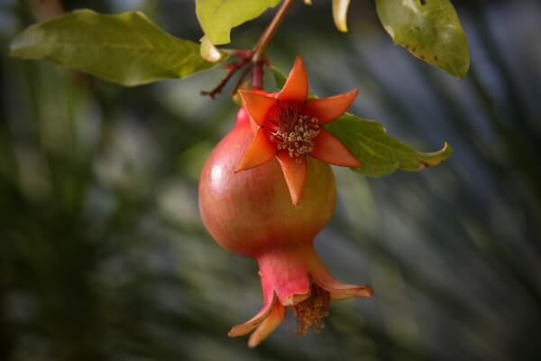 Fruits to Plant with Kids