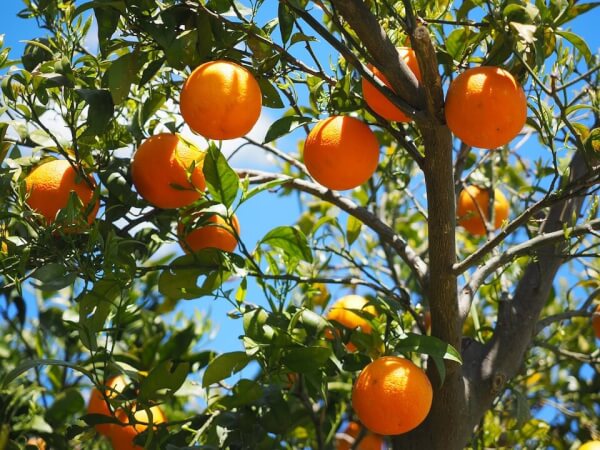 Fruits to Plant with Kids