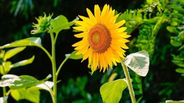 Flowers to Plant with Kids in home garden