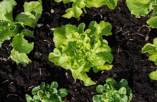 vegetables to plant in home garden