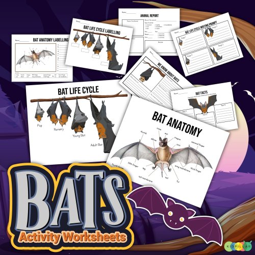 Bat Worksheets For Kids