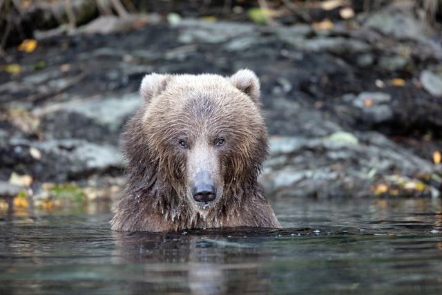 heaviest animals on earth