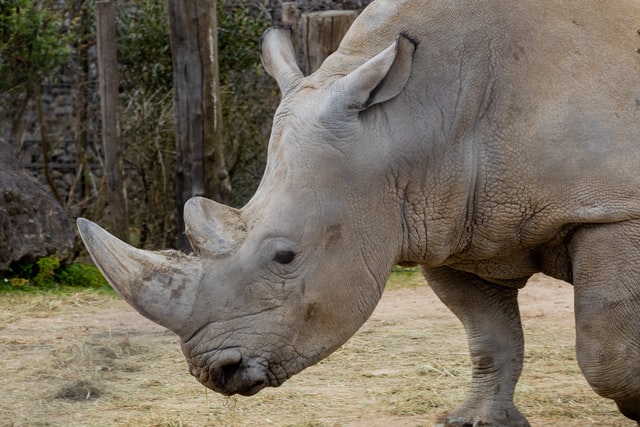 White Rhino