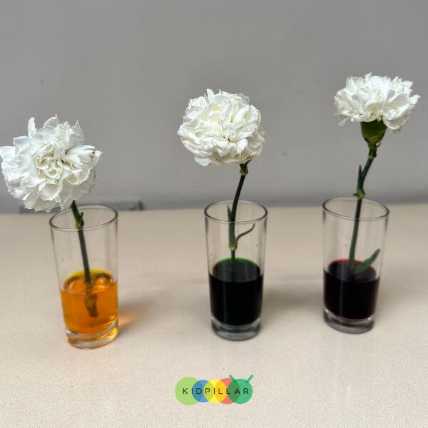 flower science experiment