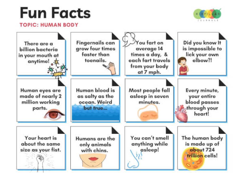 Human Body Fun Facts for kids