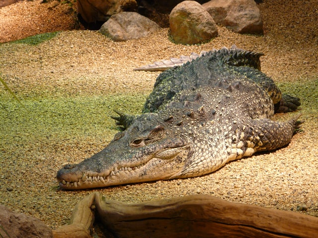 Crocodile