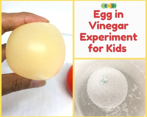 Egg in Vinegar science Experiment