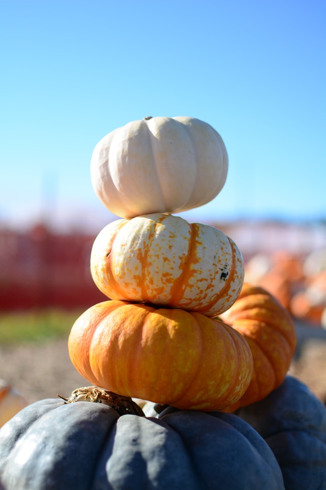 pumpkin halloween games