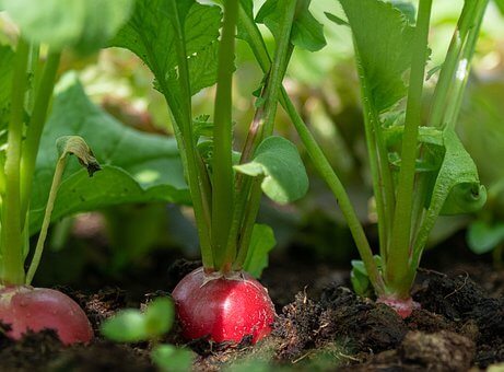 vegetables to grow with kids