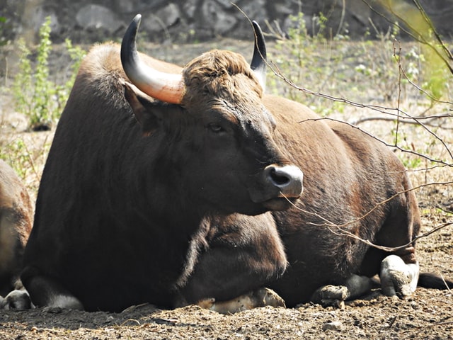 heaviest animals on earth