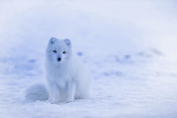 Arctic fox - Winter Fun facts for preschoolers