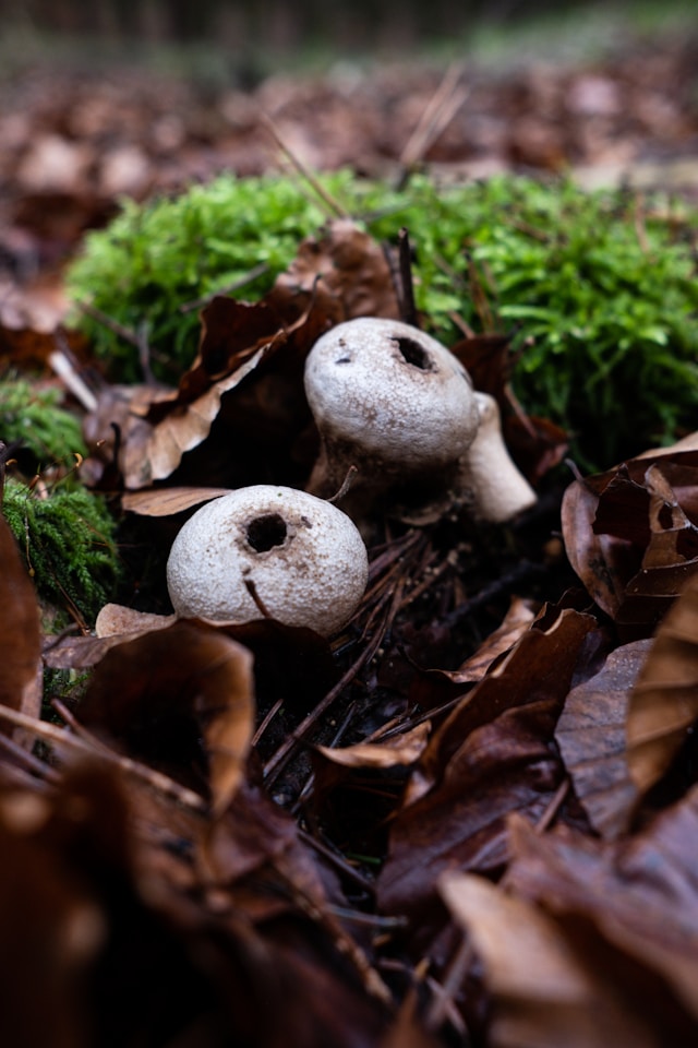 Scavenger Hunt - outdoor Winter activity for kids