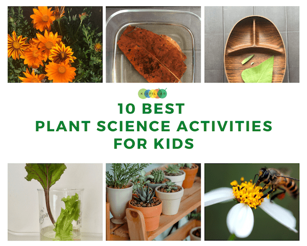 plant science experiments for kids