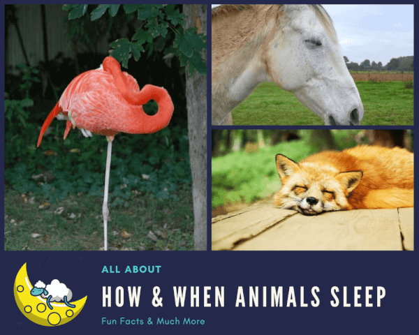 how animals sleep