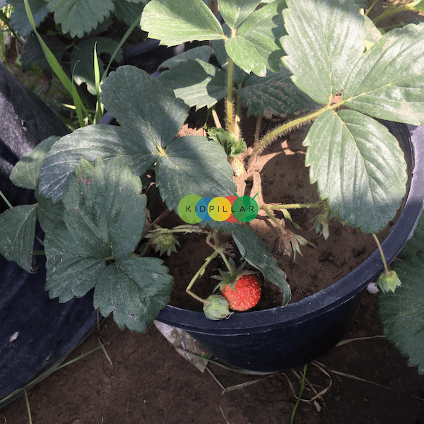 Fruits to grow with kids