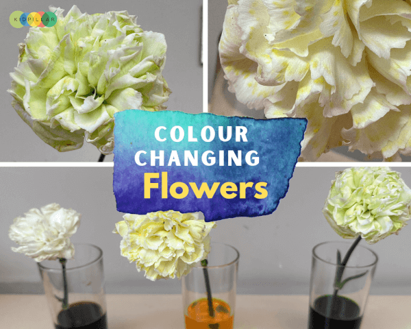 color changing flower science activity