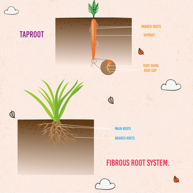 Plants STEM Book for kids