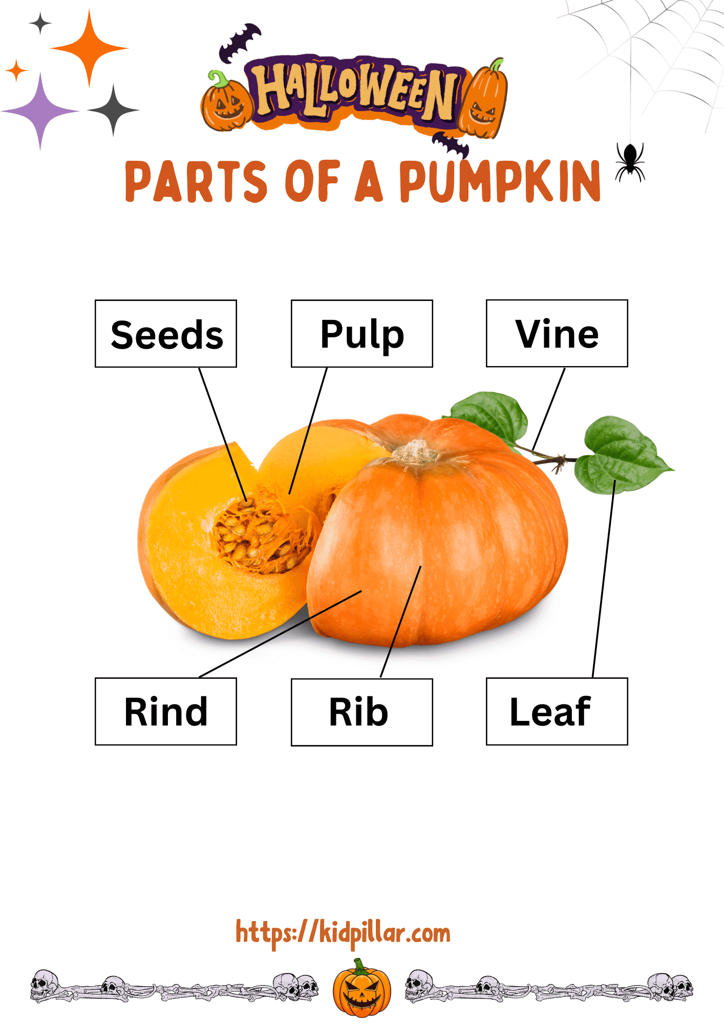 Parts of Pumpkin