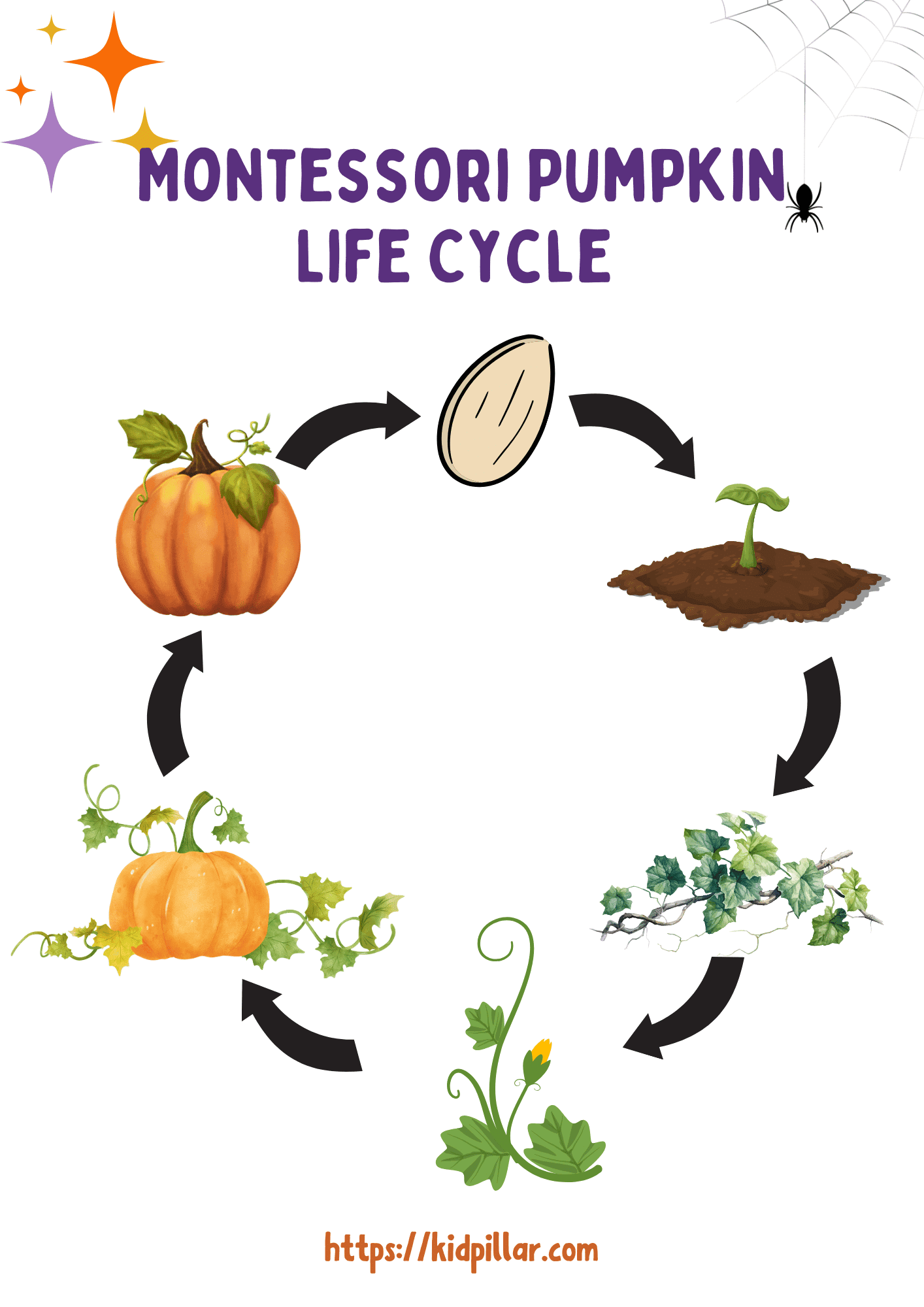 Pumpkin Life Cycle