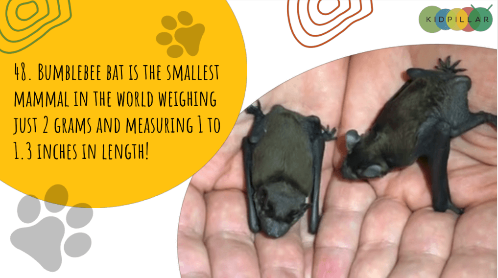 Random animal fact of the day for kids - Bumblebee Bat