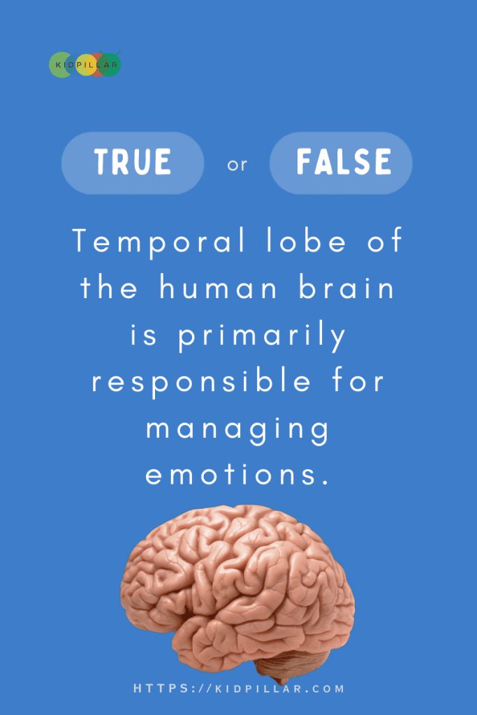 True & False Questions With Answers For Students About human body